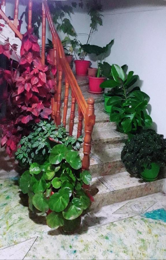 Sokolli Guest House Gjirokastër المظهر الخارجي الصورة